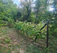 Zahrada rodinného domu ve Svodíně s vinicí a zelenými stromy.
