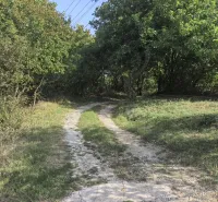 Lesní cesta v zahradách Kolačna obklopená stromy a keři pod modrou oblohou.