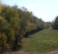 Pohled na zelenou louku obklopenou stromy na Rekreačních pozemcích v Martovcích.