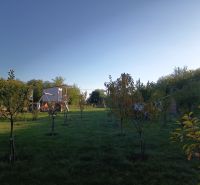 Trávník se stromy v zahradách na Tatranské 201, Zlaté Moravce.