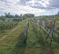 Vinice v obci Viničné na Hlavní ulici, určená k bydlení.