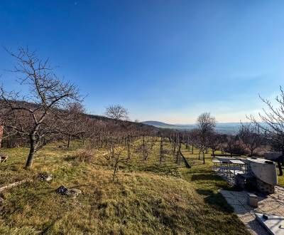 Prodej Vinice, Vinice, Ambrova, Nitra, Slovensko