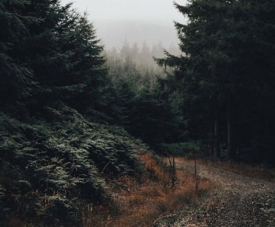 Prodej Zemědělské a lesní, Zemědělské a lesní, Bardejov, Slovensko
