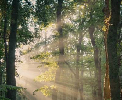 Prodej Zemědělské a lesní, Zemědělské a lesní, Ružomberok, Slovensko