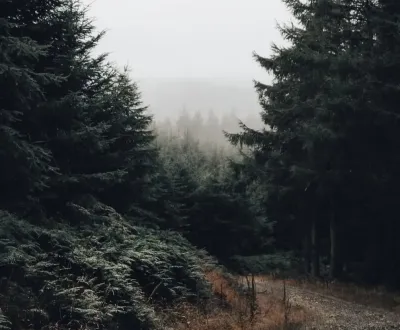 Prodej Zemědělské a lesní, Bardejov, Slovensko