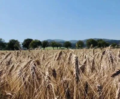 Prodej Zemědělské a lesní, Bardejov, Slovensko