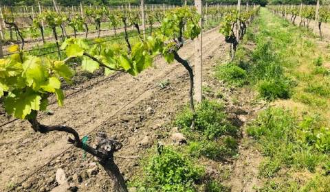 Rodinný dům, Pezinská, prodej, Bratislava - Nové Mesto, Slovensko