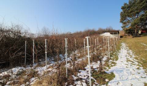 Prodej Vinice, Vinice, Zlaté Moravce, Slovensko