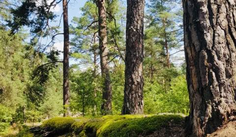 Prodej Zemědělské a lesní, Zemědělské a lesní, Púchov, Slovensko