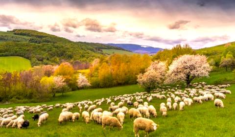 Prodej Zemědělské a lesní, Zemědělské a lesní, Rožňava, Slovensko