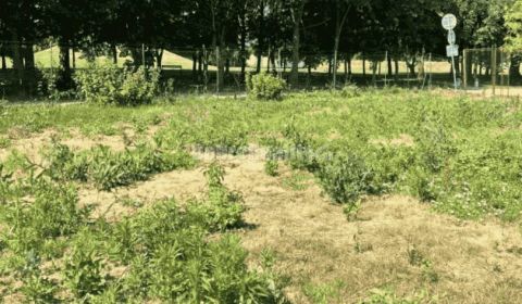 Prodej Pozemky - bydlení, Pozemky - bydlení, Bernolákova, Nové Zámky, 