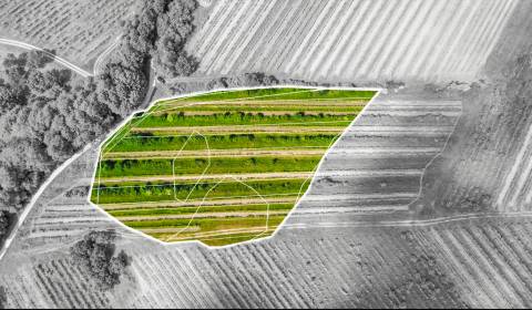 Prodej Vinice, Vinice, Pezinok, Slovensko