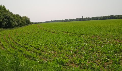 Prodej Zemědělské a lesní, Zemědělské a lesní, Trnava, Slovensko