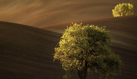 Prodej Zemědělské a lesní, Zemědělské a lesní, Humenné, Slovensko