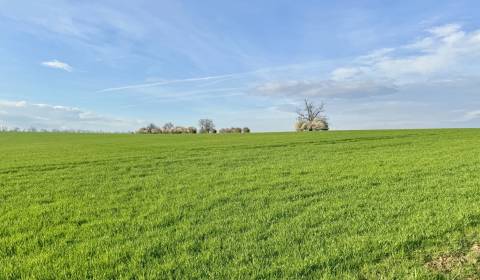 Prodej Zemědělské a lesní, Zemědělské a lesní, Michalovce, Slovensko