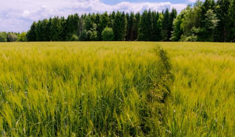Prodej Zemědělské a lesní, Zemědělské a lesní, Humenné, Slovensko