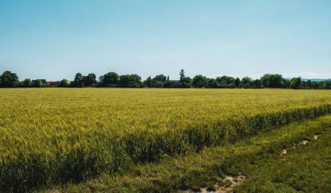 Prodej Zemědělské a lesní, Zemědělské a lesní, Medzilaborce, Slovensko