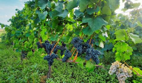 Prodej Chata, Chata, Levice, Slovensko