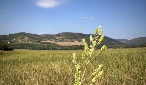 Prodej Zemědělské a lesní, Zemědělské a lesní, Levice, Slovensko