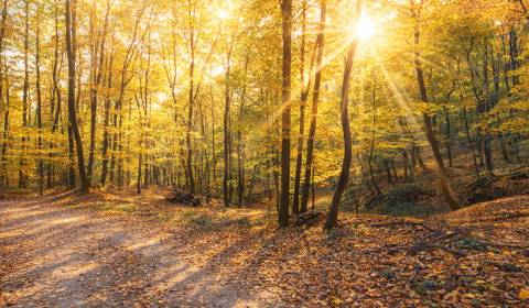 Prodej Zemědělské a lesní, Zemědělské a lesní, Veľký Krtíš, Slovensko