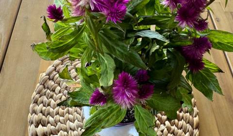 Prodej Rodinný dům, Rodinný dům, Dolné Orešany, Trnava, Slovensko