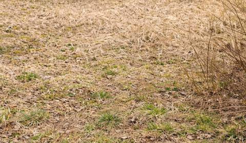 Prodej Pozemky - bydlení, Pozemky - bydlení, Čadca, Slovensko
