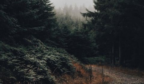 Prodej Zemědělské a lesní, Zemědělské a lesní, Bardejov, Slovensko