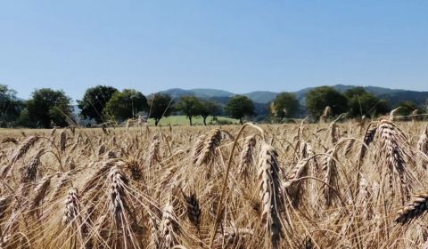 Prodej Zemědělské a lesní, Zemědělské a lesní, Bardejov, Slovensko