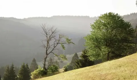 Prodej Zemědělské a lesní, Veľký Krtíš, Slovensko