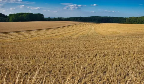 Prodej Zemědělské a lesní, Detva, Slovensko