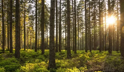Prodej Zemědělské a lesní, Revúca, Slovensko