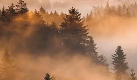 Prodej Zemědělské a lesní, Michalovce, Slovensko