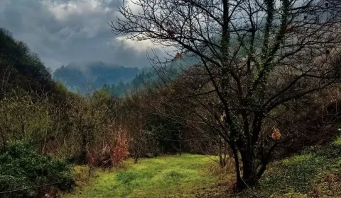 Prodej Zemědělské a lesní, Humenné, Slovensko