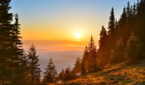 Prodej Zemědělské a lesní, Tvrdošín, Slovensko