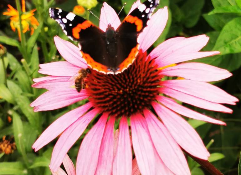motýľ a včela .jpg
