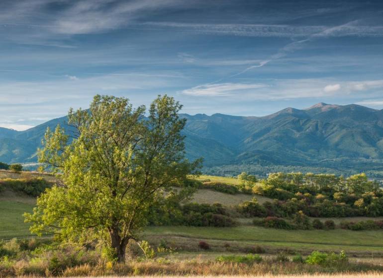 Krajina zemědělských a lesních pozemků u Sučan s panoramatem hor a stromem v popředí.