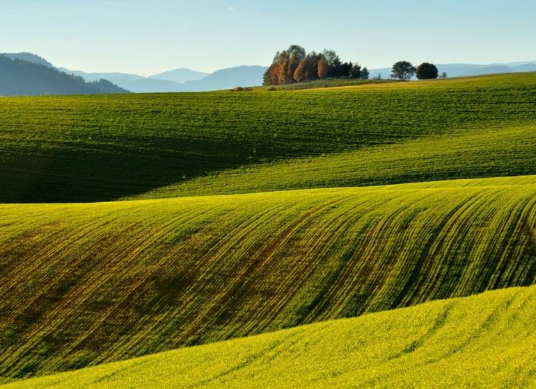 Kopcovité zemědělské a lesní pozemky v Ladomirové s rozmanitou zelení a stromy na horizontu.