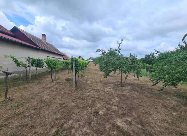 V Záhradách v Moči se nacházejí ovocné stromy a vinice s obytným domem.