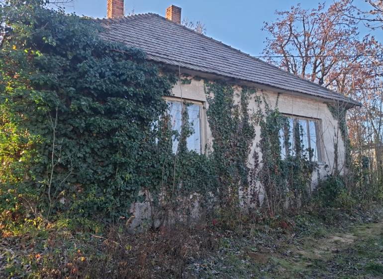 Chata v Suchej nad Parnou zarostlá břečťanem s okolní vegetací.