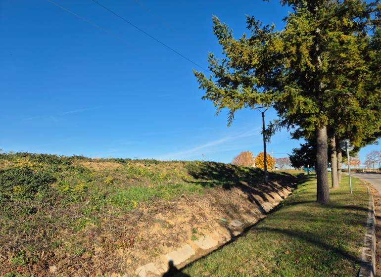 Pozemky - bydlení v obci Velčice, travnatý svah a stromy podél cesty.