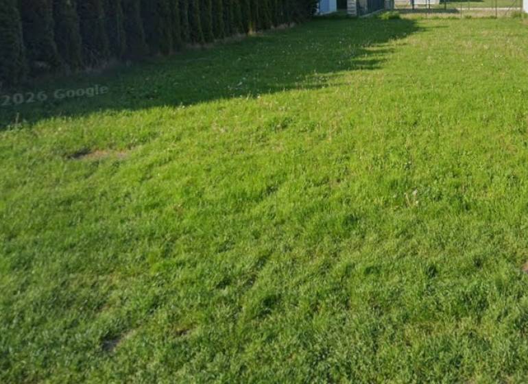 Travnatý pozemek k bydlení v Kittsee s jehličnatými stromy na okraji.