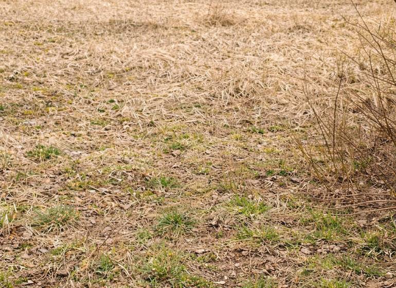 Stavební pozemek v Korni vhodný k bydlení, obklopený přírodou a mírně zvlněným terénem.