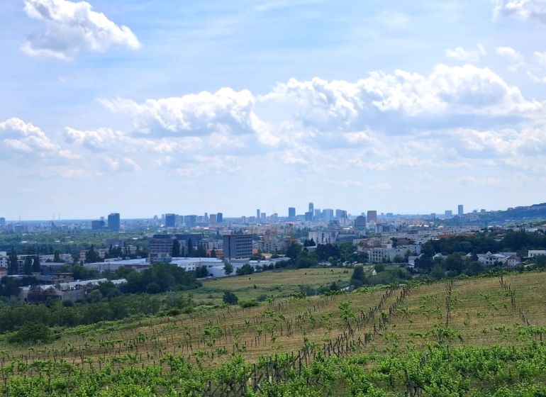 Vinice na Ptačí cestě v Bratislavě - Rači s panoramatickým výhledem na město.