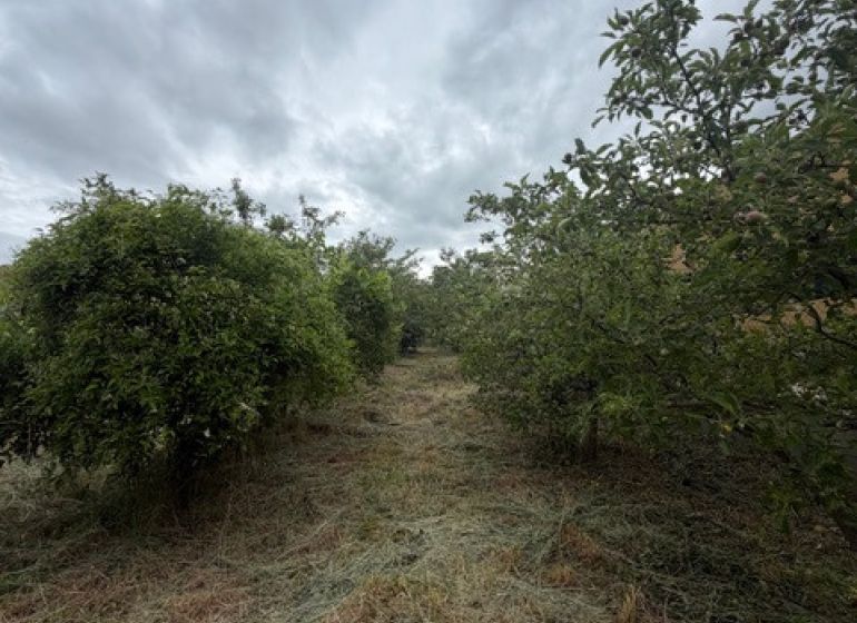 Ovocnářská zahrada v Jarovcích (Pozemky - bydlení), pokrytá posekanou trávou pod zamračenou oblohou.