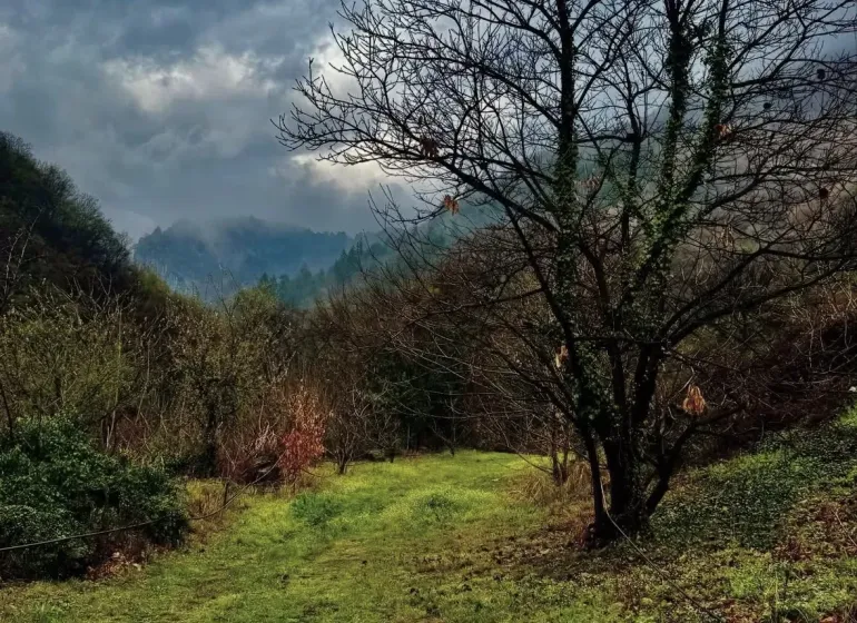 Zelená louka s holým stromem v zemědělských a lesních pozemcích Závady, pod zamračenou oblohou.