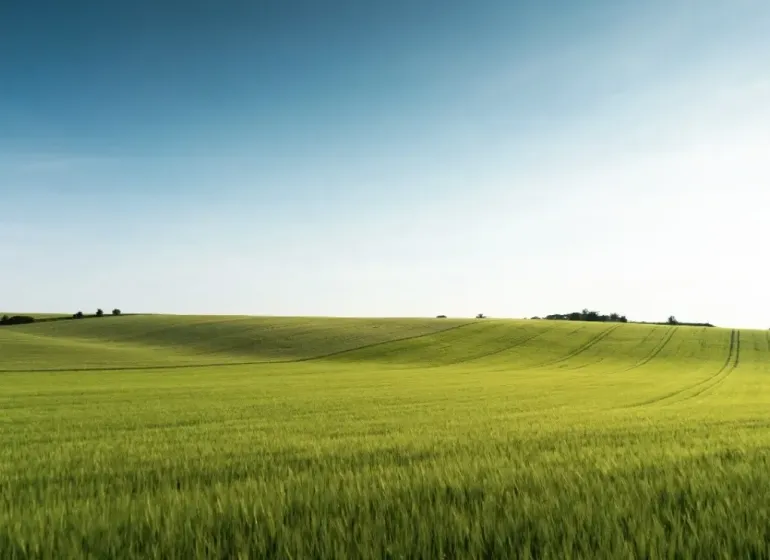 Zelená pole a jemné kopce v zemědělských a lesních pozemcích u Medzan.