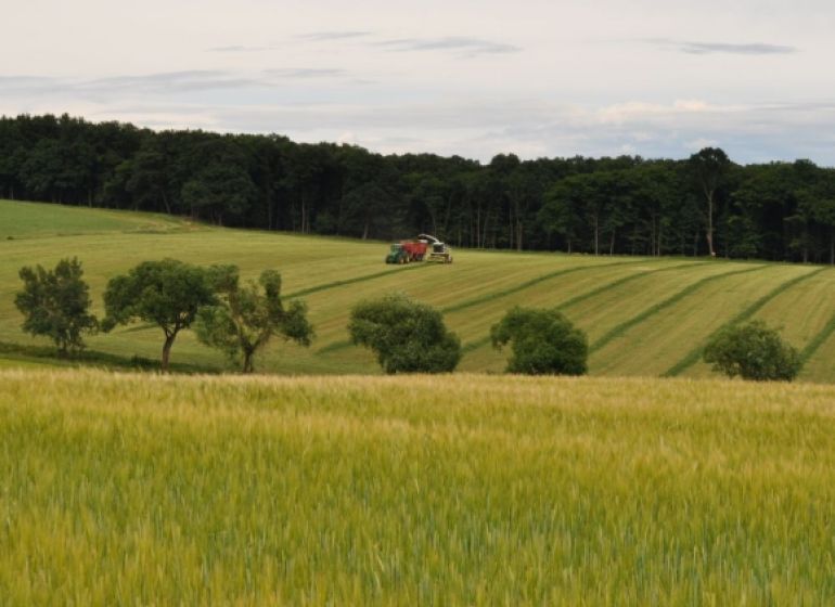 Zemědělské a lesní pozemky v Bukovci se stromy, kombajnem a obilným polem.