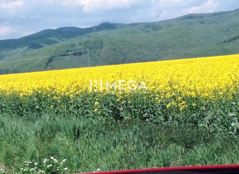 Kvetoucí pole na zemědělských a lesních pozemcích v Kamenici nad Cirochou s kopcovitým horizontem.