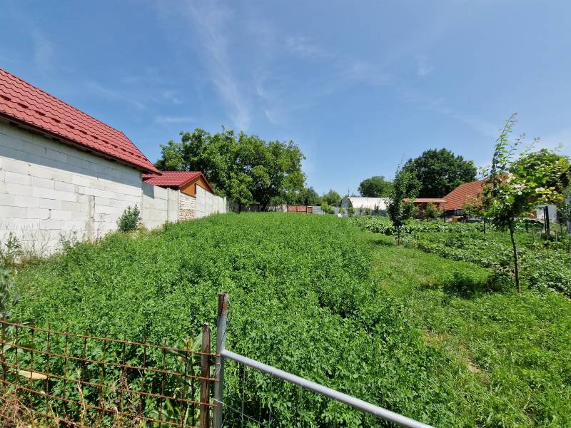 Zahrada s trávníkem a stromy ve Štefanově, vedle rodinného domu, modrá obloha.