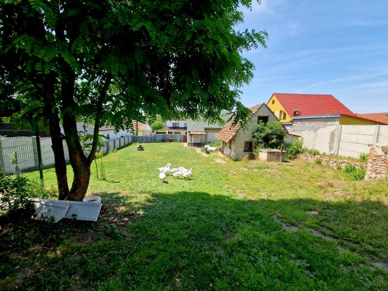 Zahrada rodinného domu ve Štefanově se stromem, trávníkem a hejnem hus.